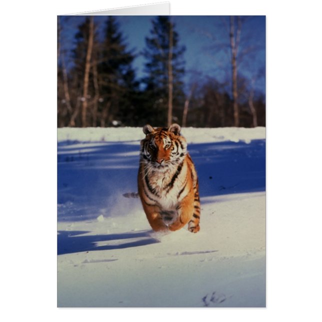 Tiger Racing Over Snow (Front)