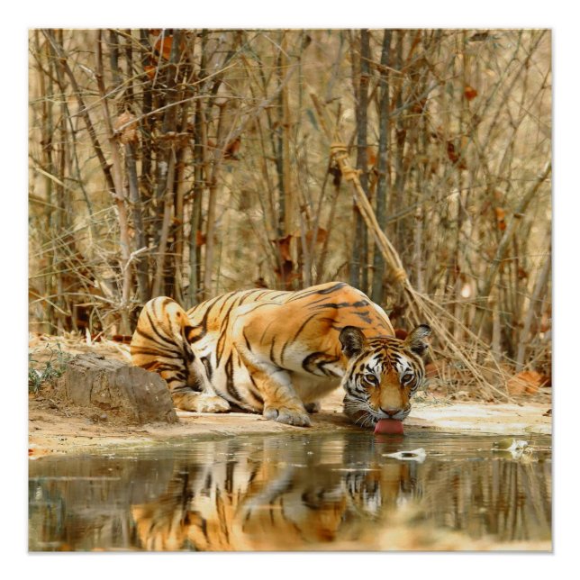 Tiger Reflection Poster (Front)