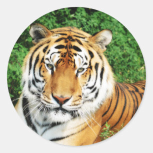 Tiger Relaxing Classic Round Sticker
