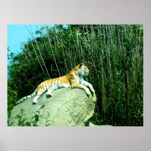 Tiger relaxing poster