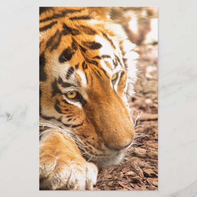 Tiger resting (Front)