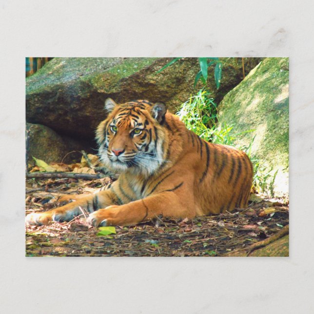 Tiger Resting by Rocks Postcard (Front)