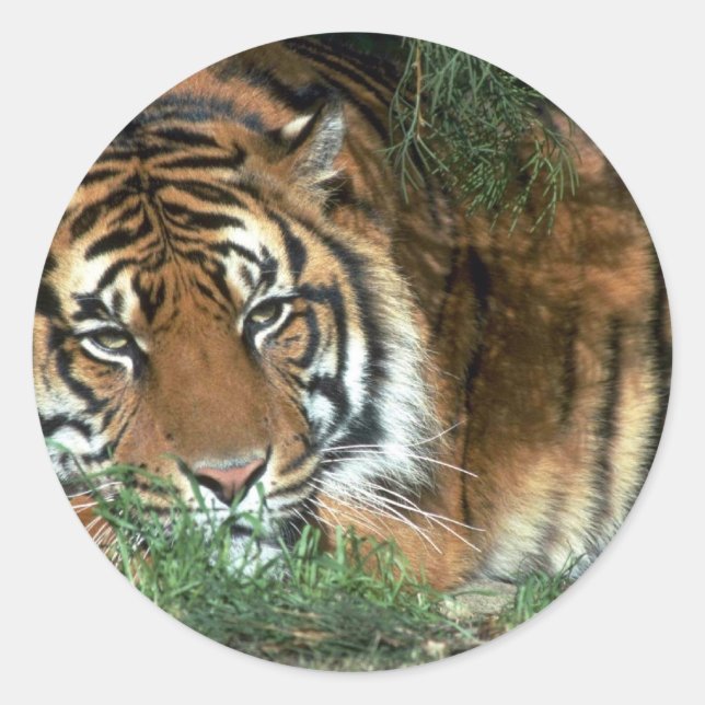 Tiger Resting Head On Foreleg Classic Round Sticker (Front)