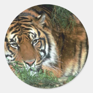 Tiger Resting Head On Foreleg Classic Round Sticker
