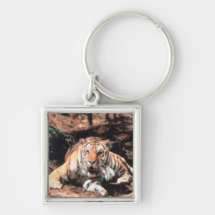 Tiger resting keychain