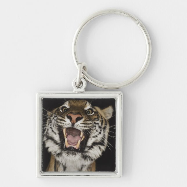 Tiger roaring 2 keychain (Front)
