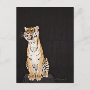 Tiger roaring postcard