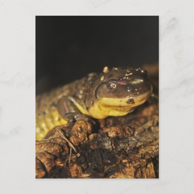 Tiger Salamander Postcard (Front)