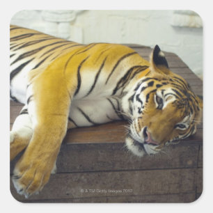 Tiger, Samui, Thailand Square Sticker