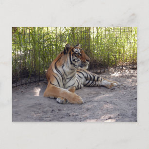 tiger-sermonti-001 postcard