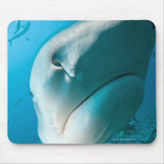 Tiger shark (Galeocerdo cuvier) Shark feed Mouse Pad