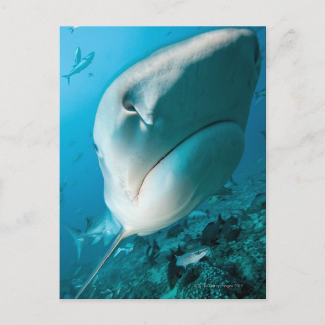Tiger shark (Galeocerdo cuvier) Shark feed Postcard (Front)