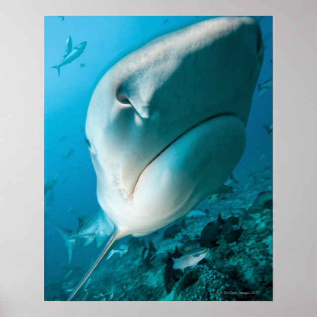 Tiger shark (Galeocerdo cuvier) Shark feed Poster (Front)