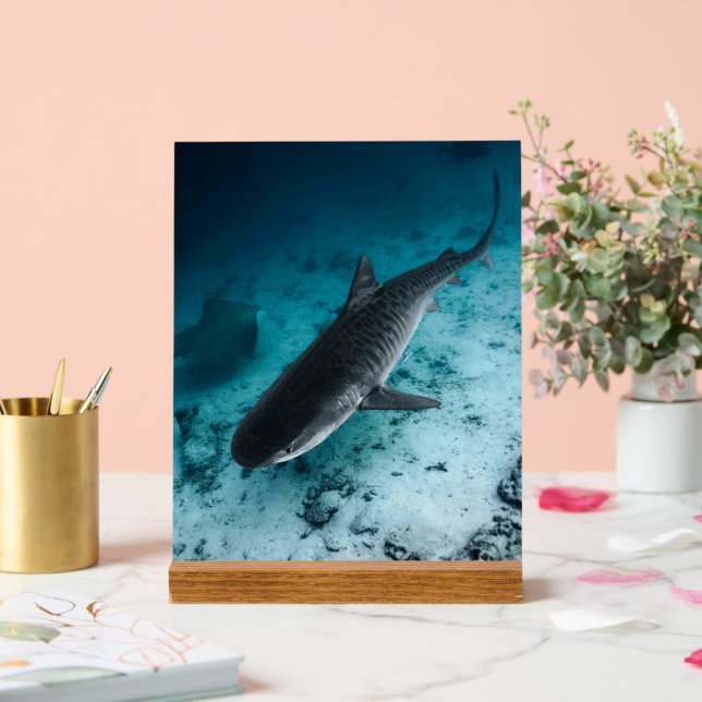 Tiger Shark Photographie sous-marine Scène océaniq (Mariage)