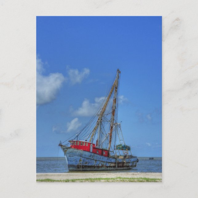 Tiger Shark Postcard (Front)