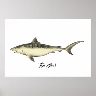 Tiger Shark Poster