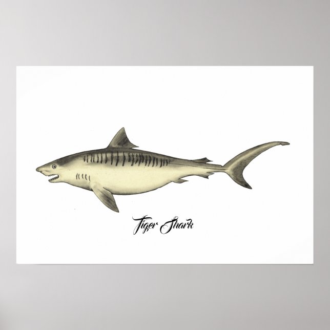 Tiger Shark Poster (Front)