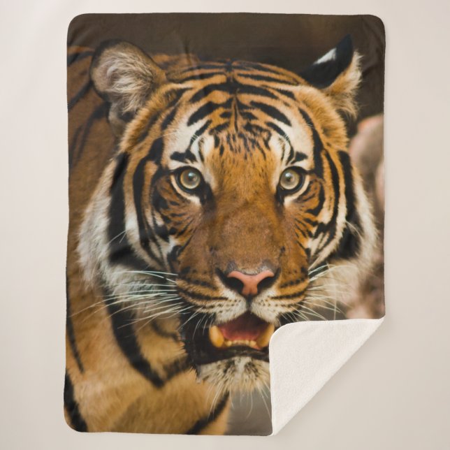 TIGER SHERPA BLANKET (Front)
