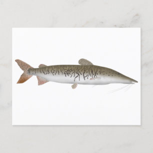 Tiger Shovelnose Catfish Postcard