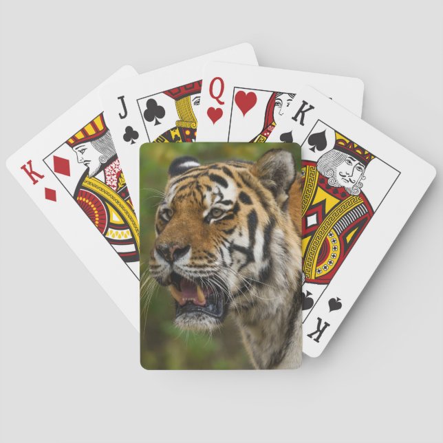 Tiger Showing His Teeth Playing Cards (Back)
