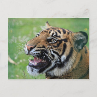 Tiger Showing Teeth Postcard