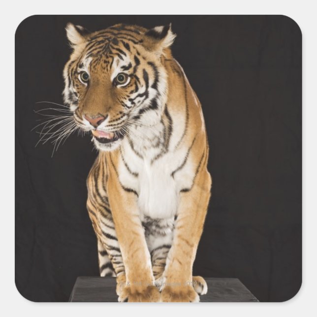 Tiger sitting on platform 2 square sticker (Front)