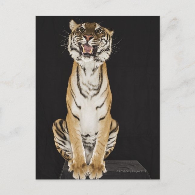 Tiger sitting on platform postcard (Front)
