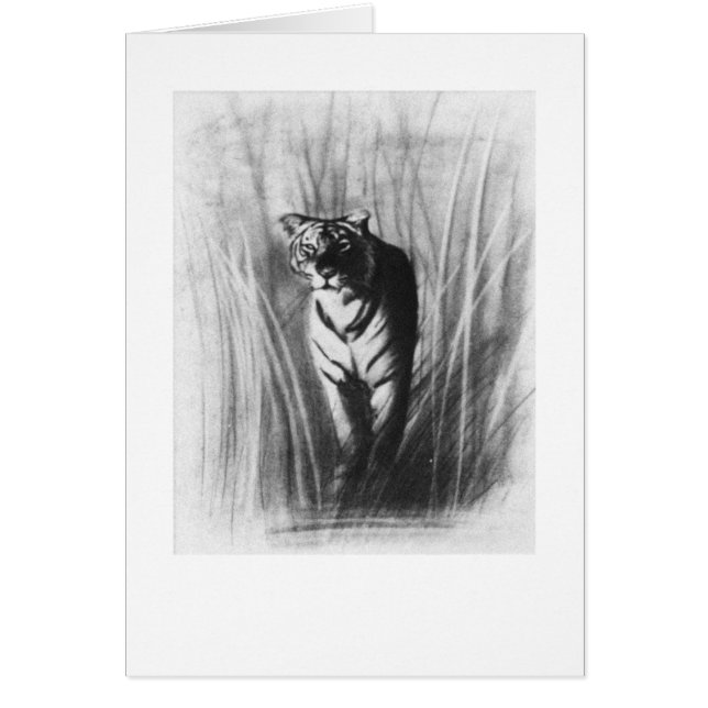 Tiger sketch (Front)