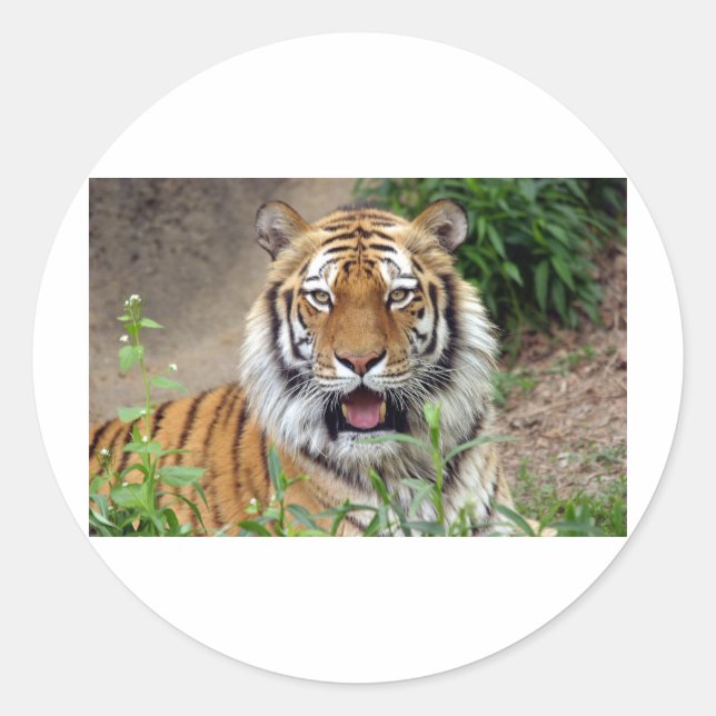 Tiger Smile Classic Round Sticker (Front)