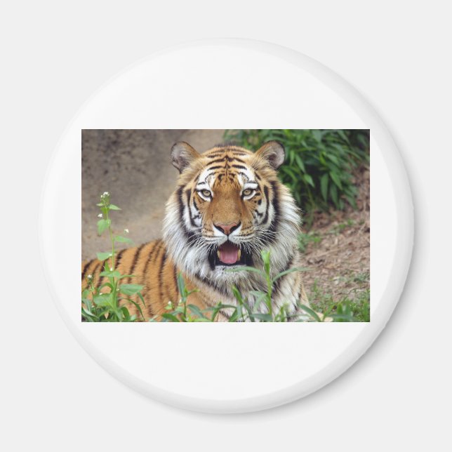 Tiger Smile Magnet (Front)