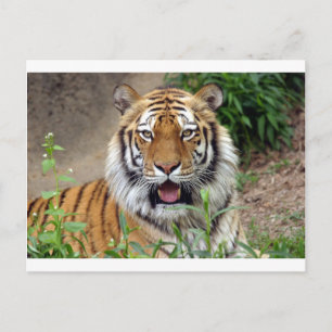 Tiger Smile Postcard
