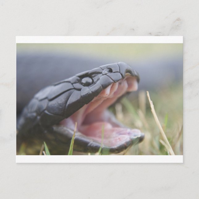 Tiger Snake Postcard (Front)