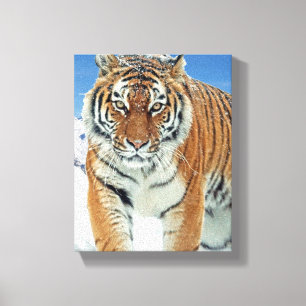 Tiger Snow Mountains Winter Nature Photo Canvas Print