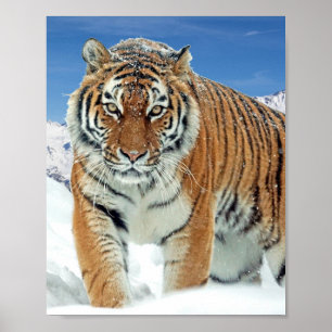 Tiger Snow Mountains Winter Nature Photo Poster