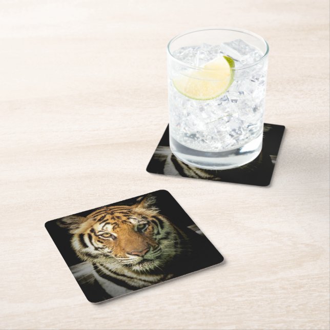 tiger square paper coaster (Insitu)