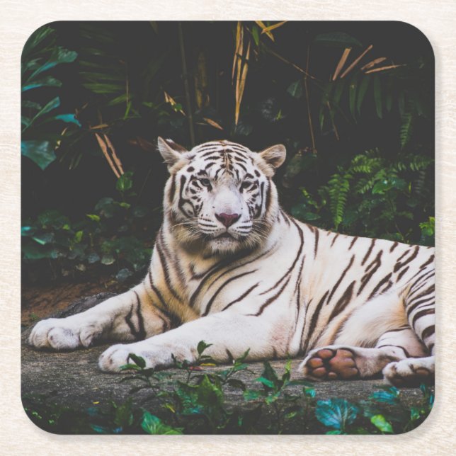 Tiger Square Paper Coaster (Front)