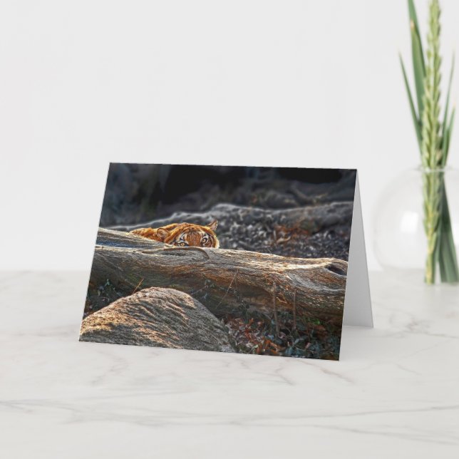 Tiger Stalk Greeting Card (Front)