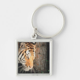Tiger stalking keychain