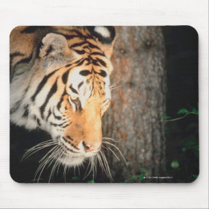 Tiger stalking mouse pad