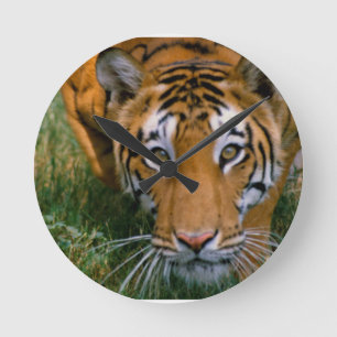 Tiger Stalking Round Clock
