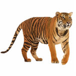 tiger standing photo sculpture<br><div class="desc">beautiful tiger</div>