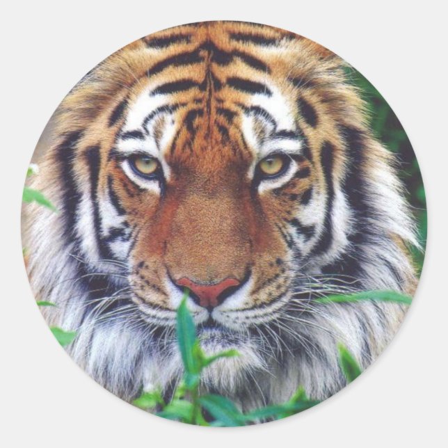 Tiger Stare Classic Round Sticker (Front)