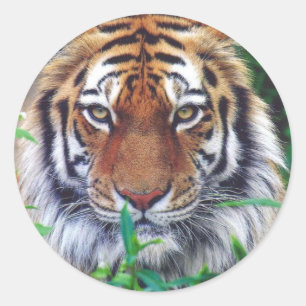 Tiger Stare Classic Round Sticker