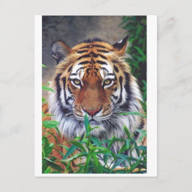 Tiger Stare Postcard (Front)