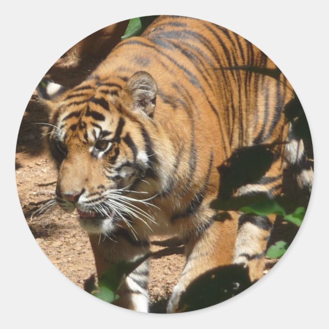 Tiger sticker (Front)