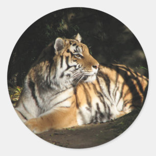 Tiger Sticker