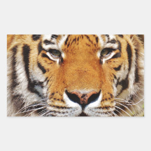Tiger Sticker