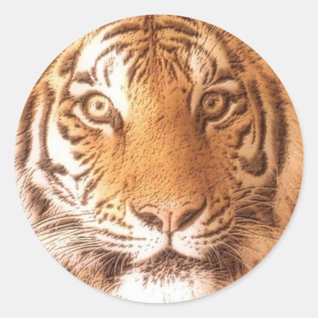 Tiger - Sticker (Devant)