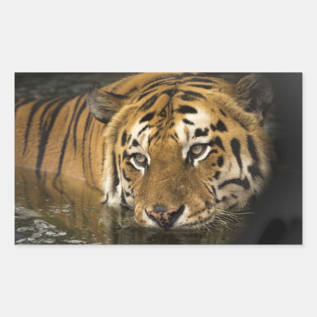 tiger stickers (Front)
