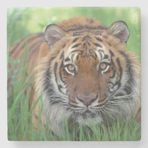 Tiger Stone Coaster